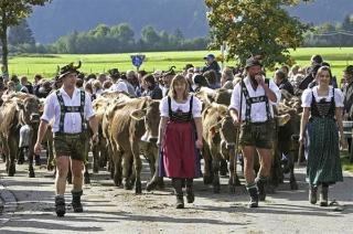 garni Vergissmeinnicht