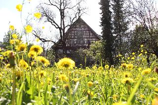Traube