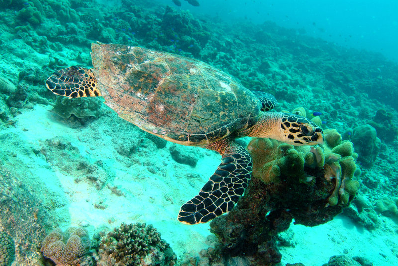 Savoy Seychelles Resort and Spa photo 3
